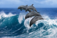 В Азовському морі з&#39;явилися дельфіни – відео